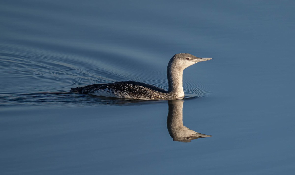 Red-throated Loon - ML645605566