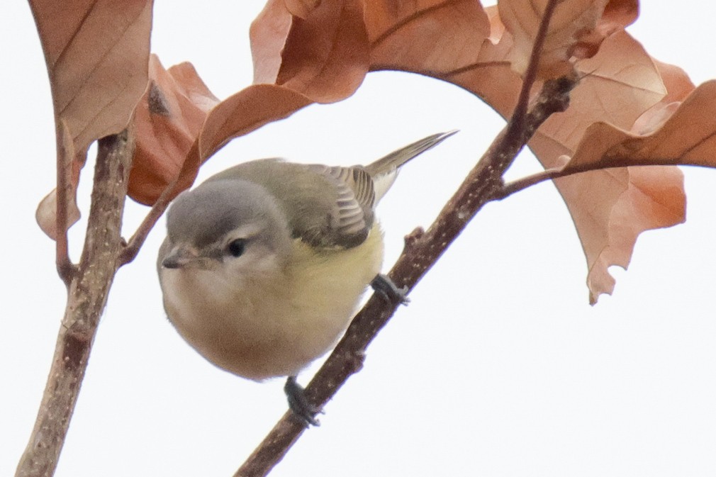 Eastern Warbling Vireo - ML645605568