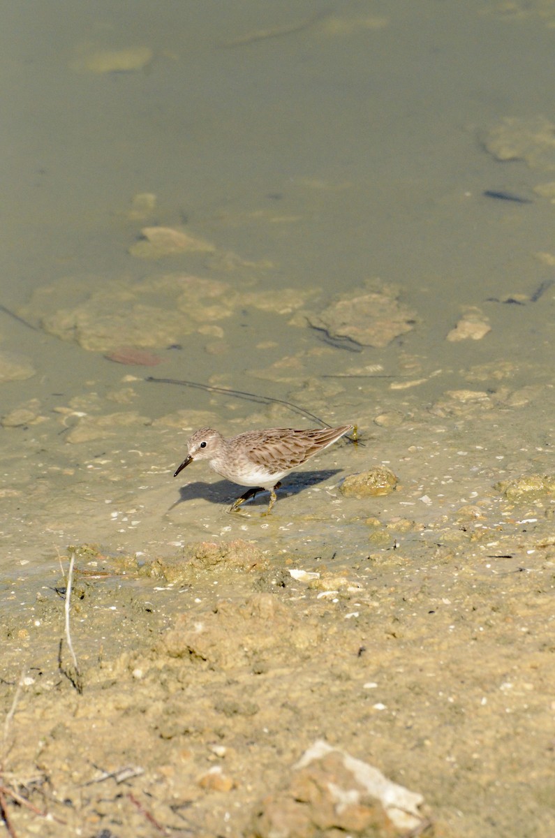 Least Sandpiper - ML645605569