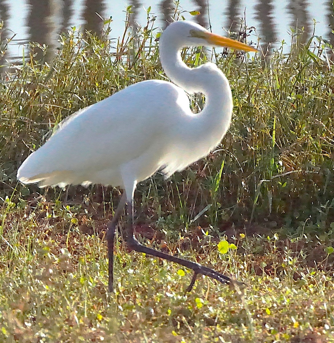 Great Egret - ML645605570
