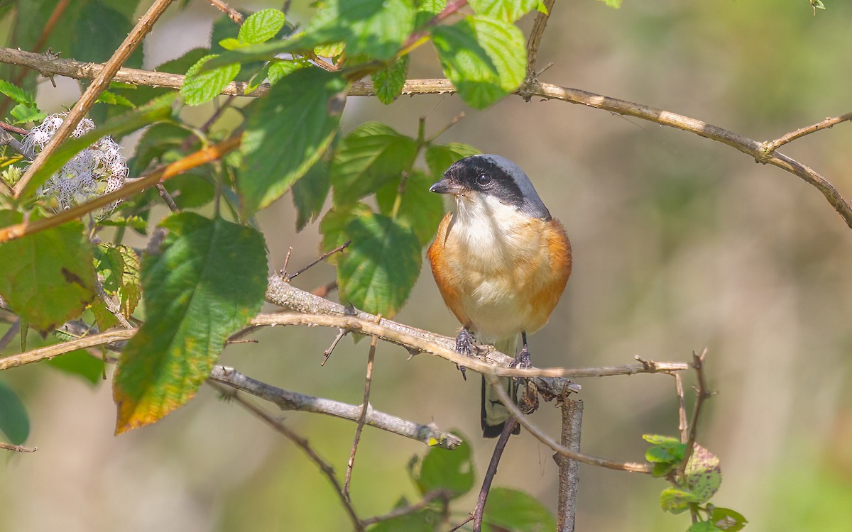 Bay-backed Shrike - ML645605572