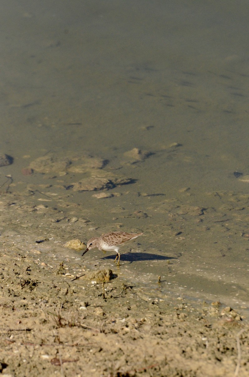 Least Sandpiper - ML645605573