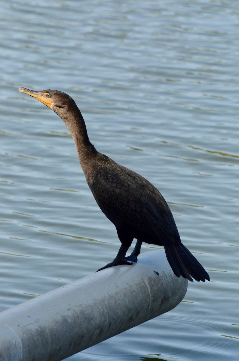 Double-crested Cormorant - ML645605578