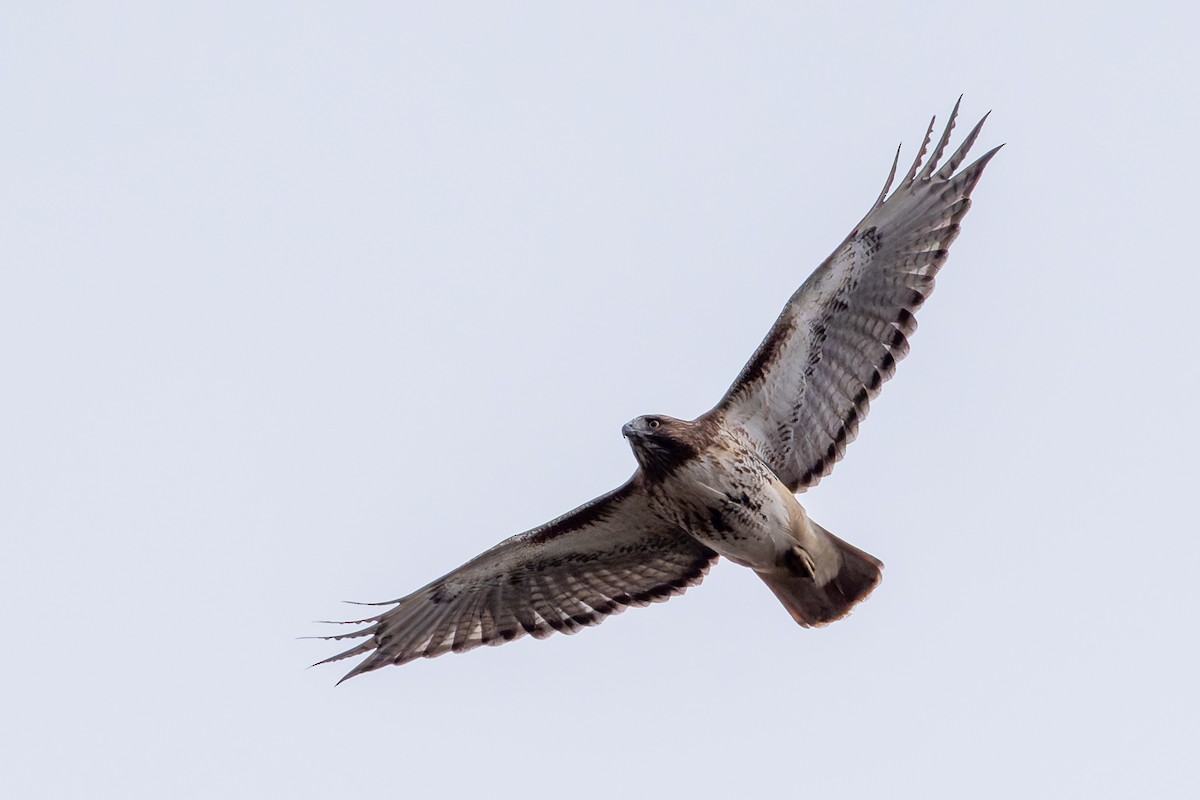 Red-tailed Hawk - ML645605579