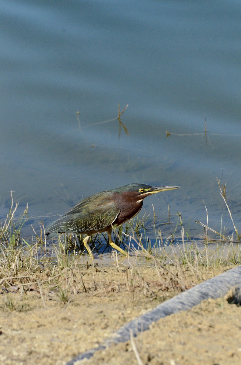 Green Heron - ML645605588