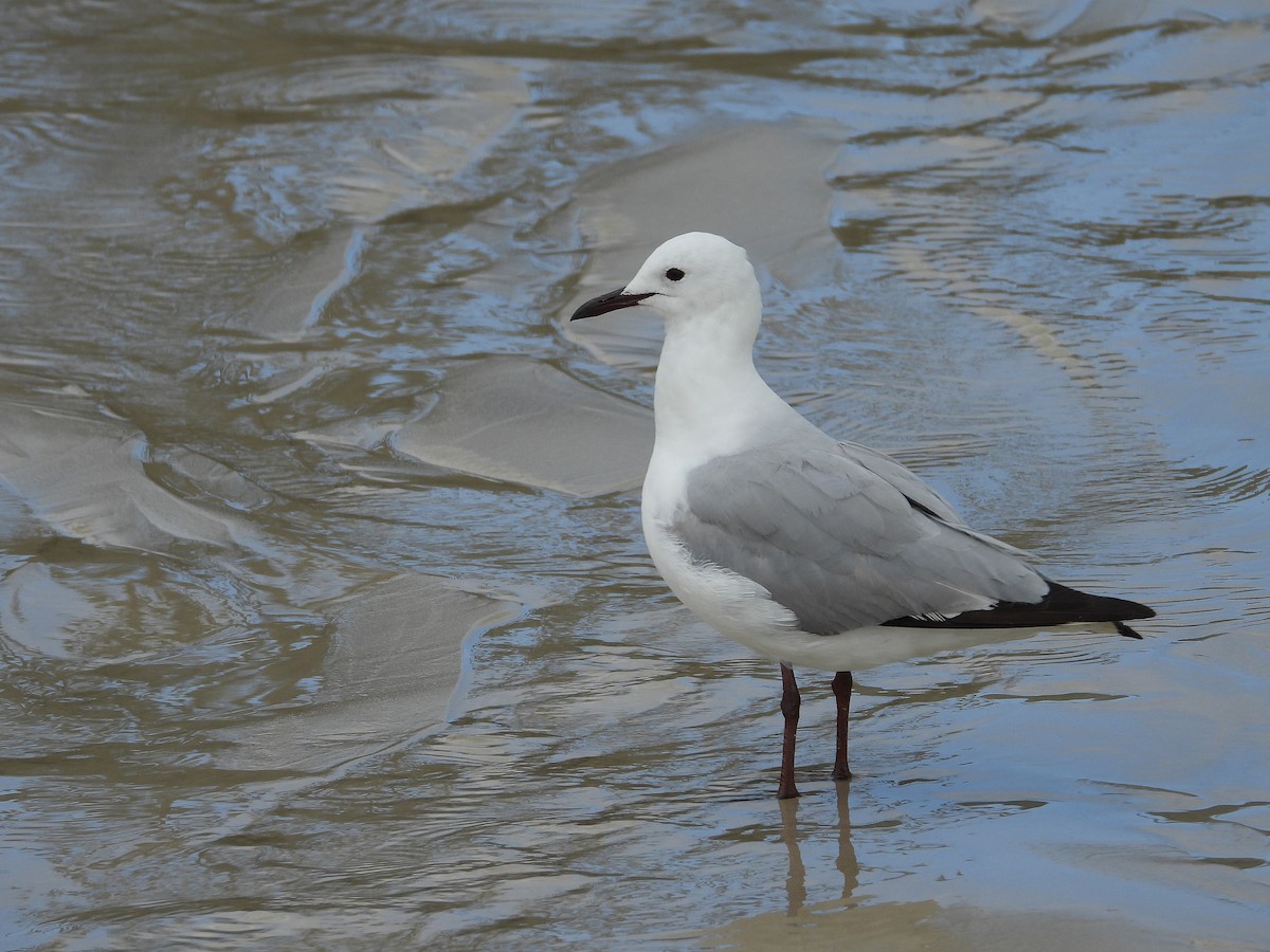 Hartlaub's Gull - ML645605591