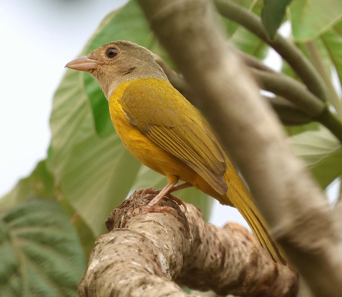 Gray-headed Tanager - ML645605592