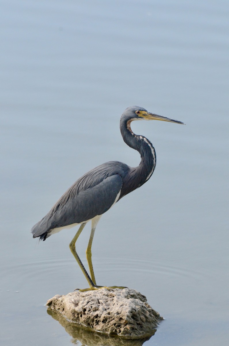 Tricolored Heron - ML645605593