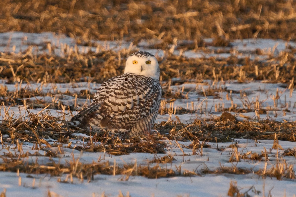 Snowy Owl - ML645605595