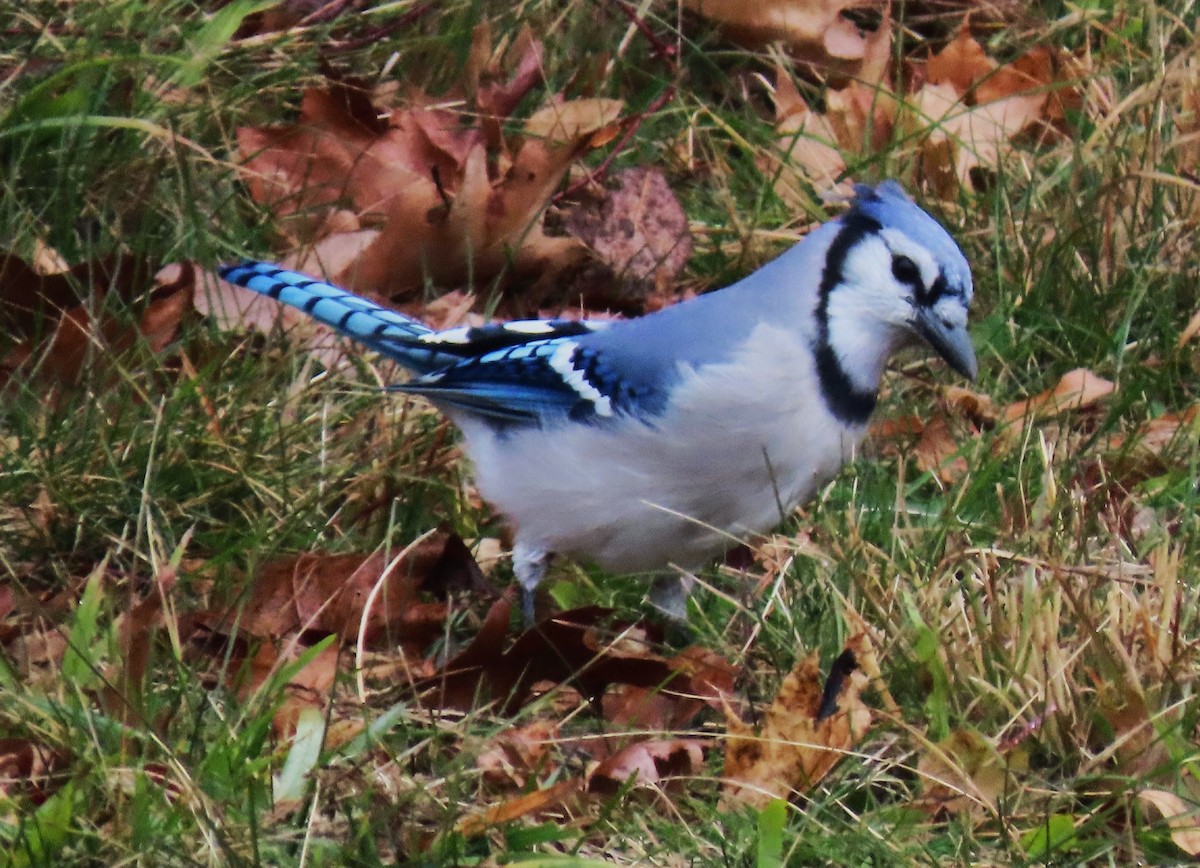 sojka chocholatá - ML645605602