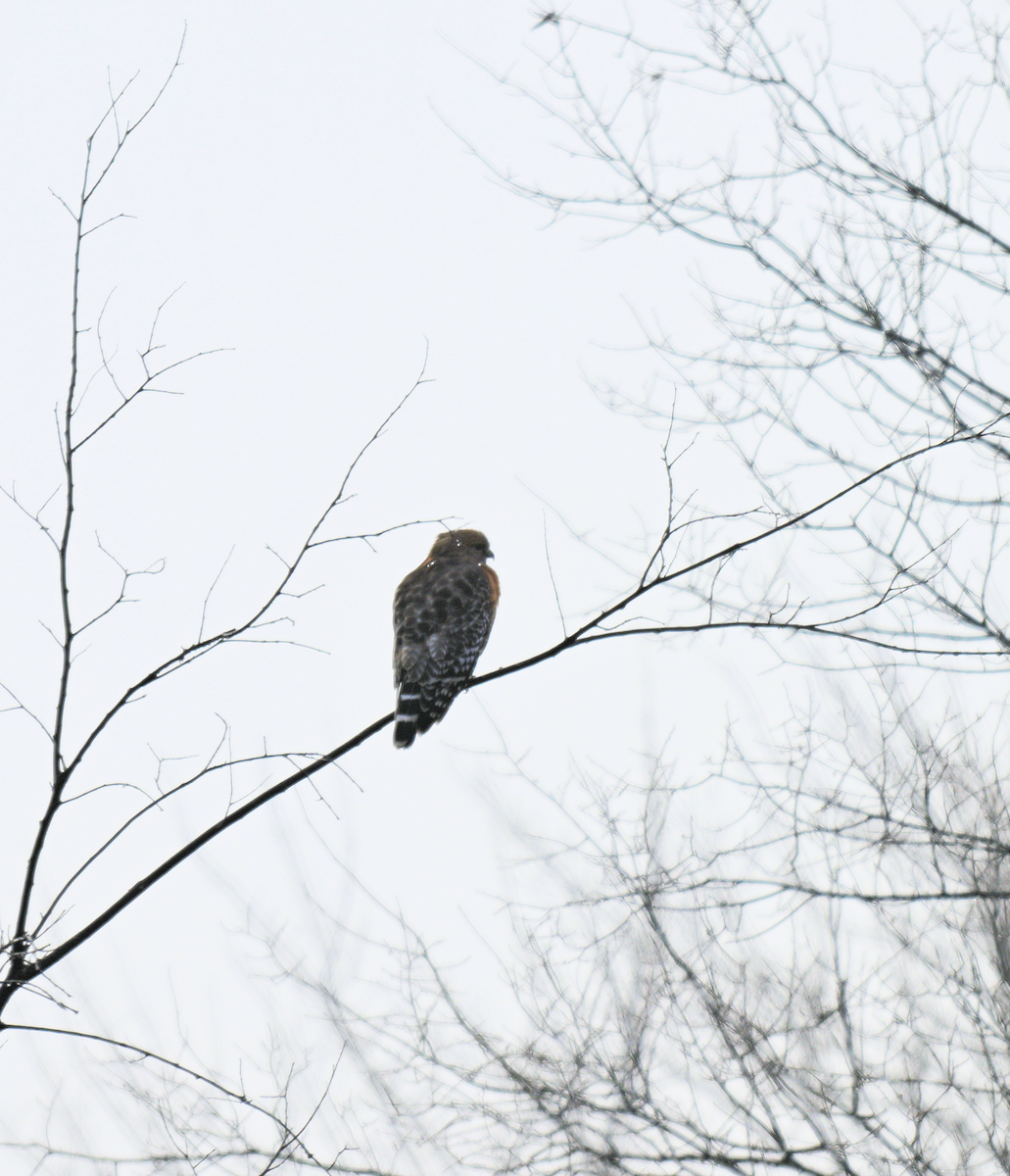 Red-shouldered Hawk - ML645605603