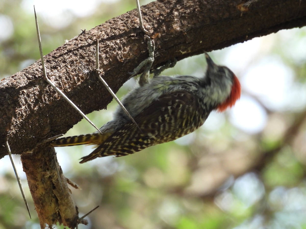 Cardinal Woodpecker - ML645605611
