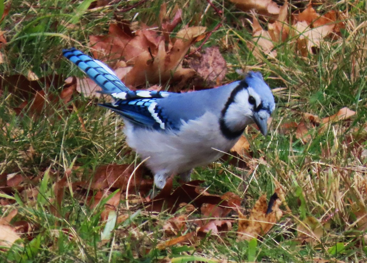 sojka chocholatá - ML645605612