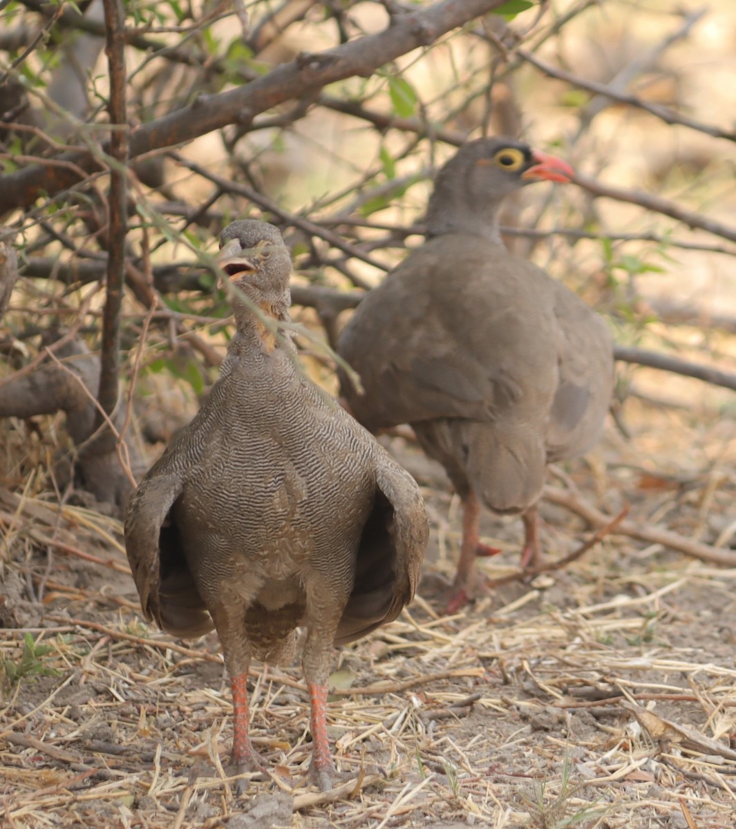 Red-billed Spurfowl - ML645605615
