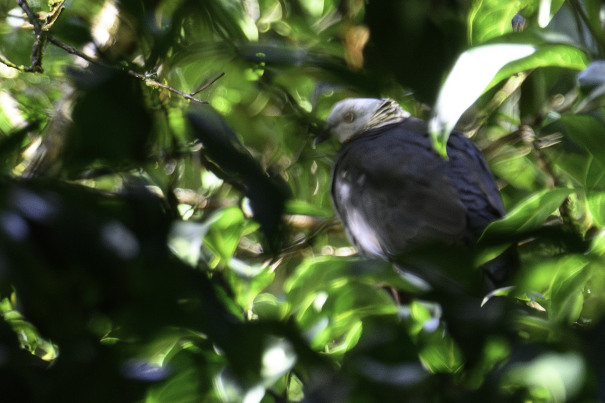 Sarı Yakalı Tahtalı - ML645605623