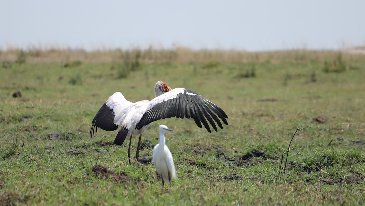 Yellow-billed Stork - ML645605628
