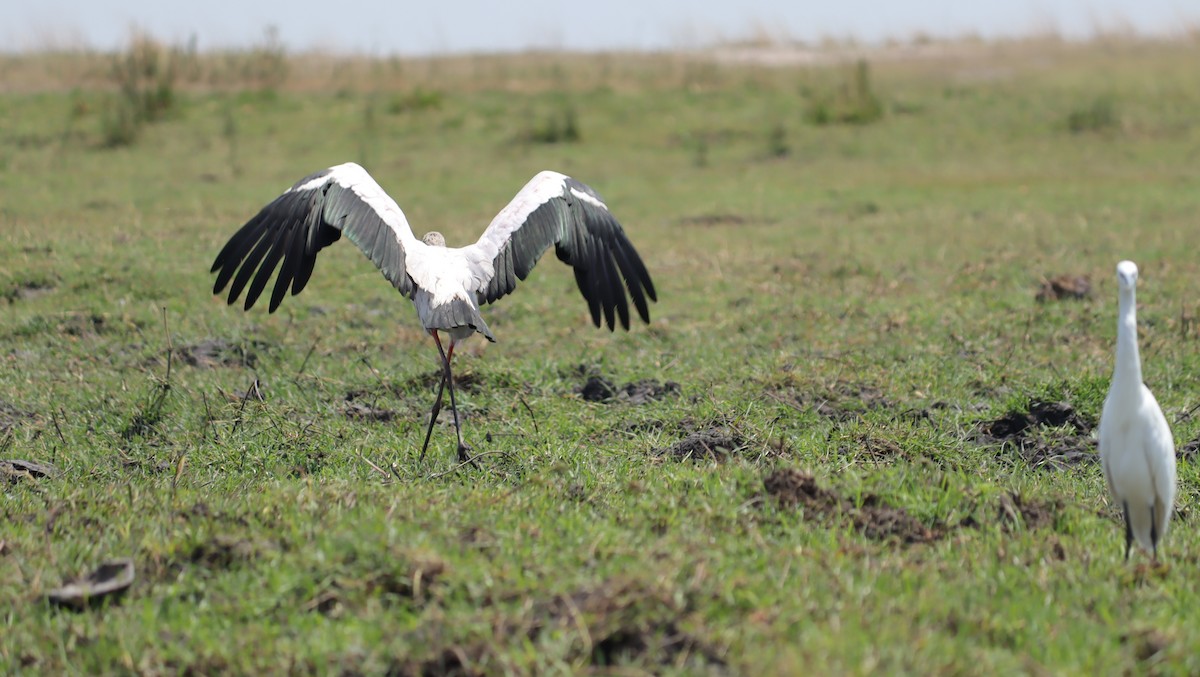 Yellow-billed Stork - ML645605630