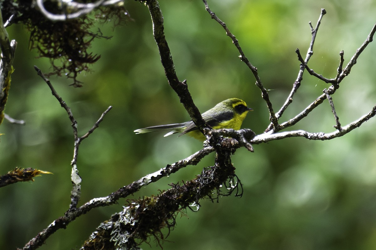 Yellow-bellied Fairy-Fantail - ML645605635