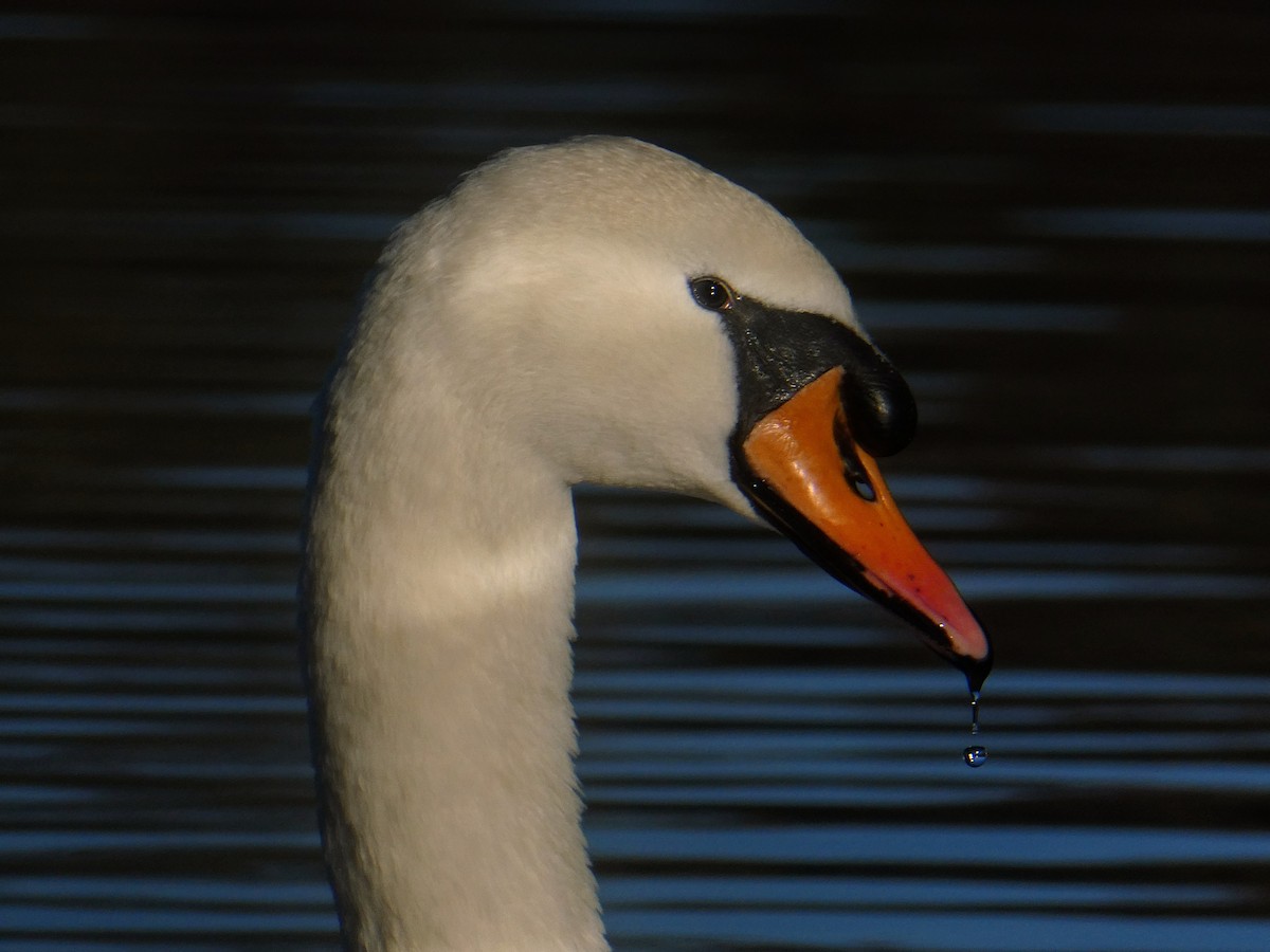 Mute Swan - ML645605637