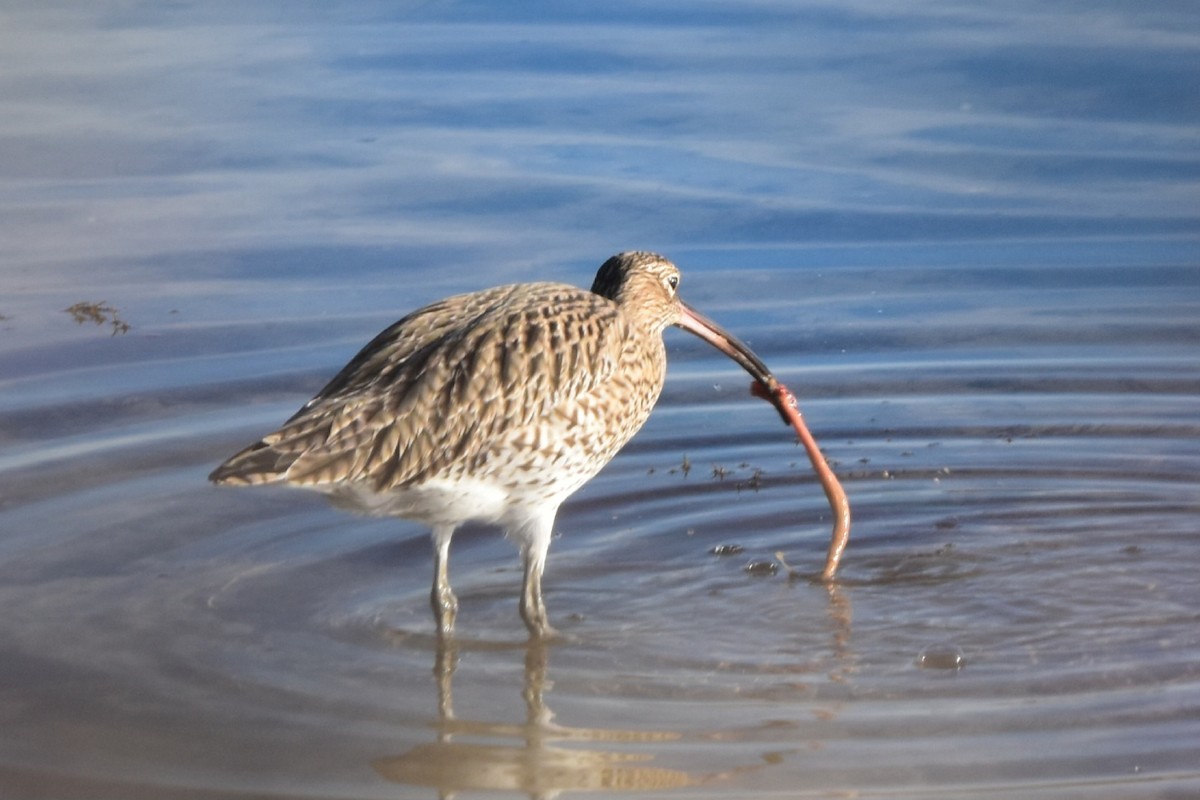 koliha velká - ML645605644