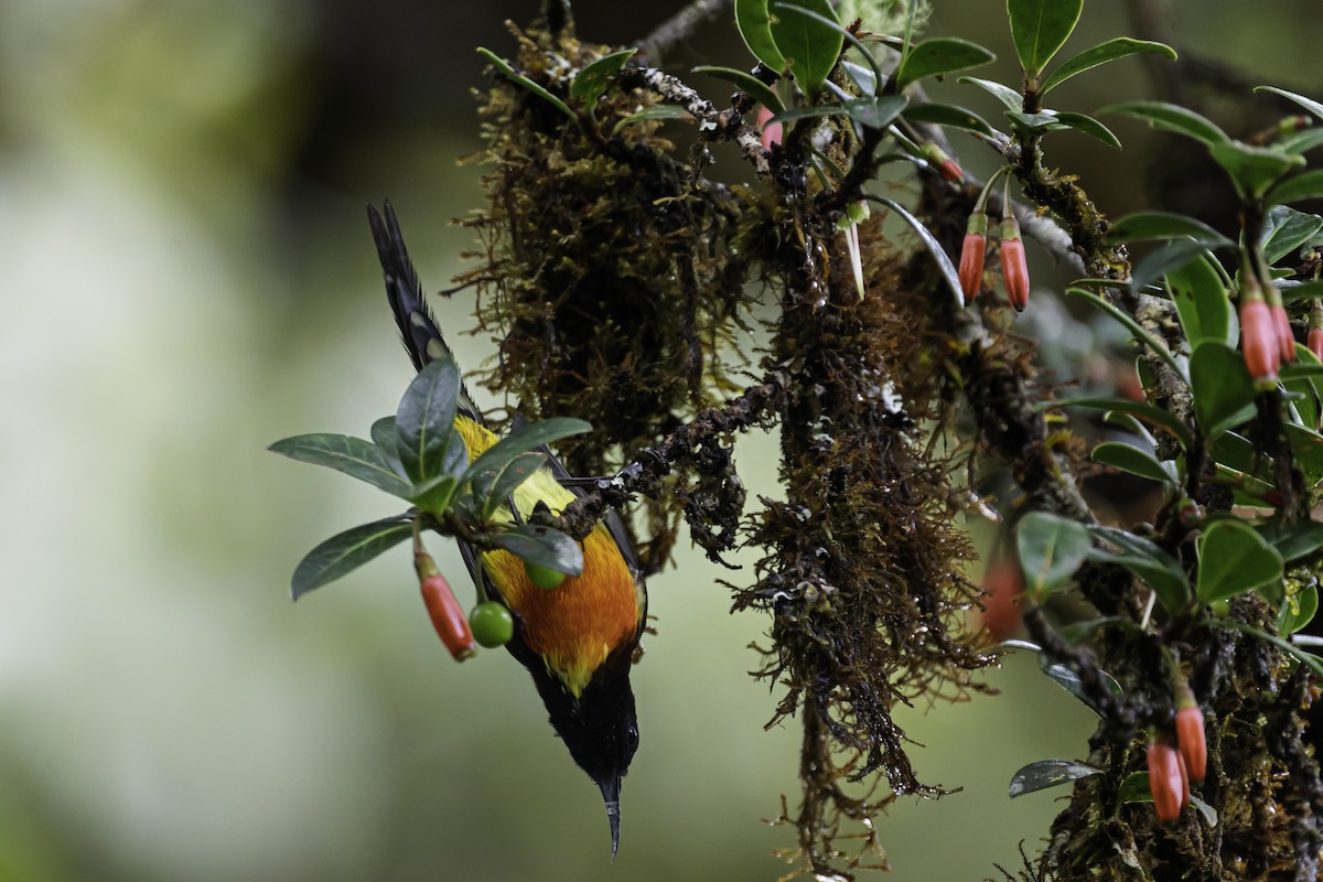 Yeşil Kuyruklu Nektarkuşu - ML645605645