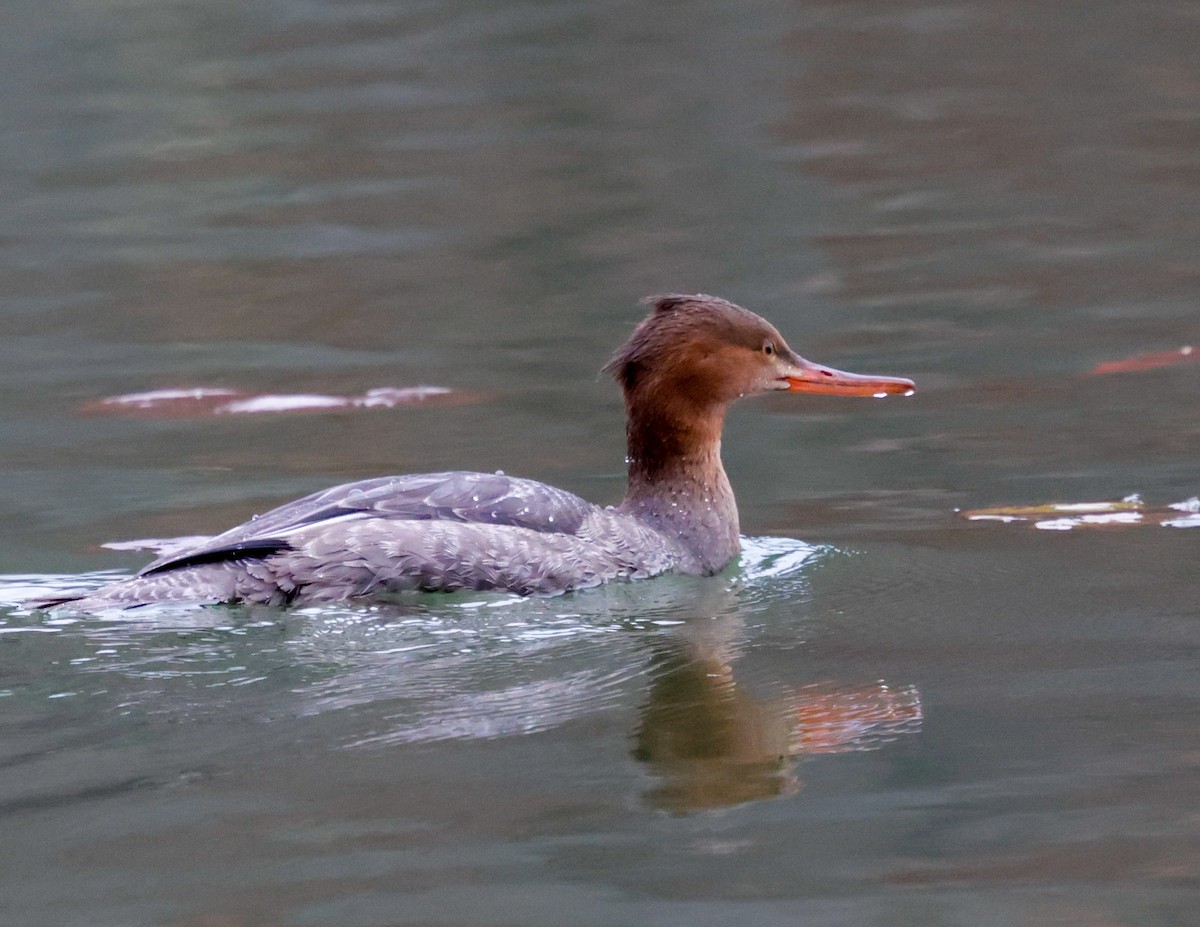 Red-breasted Merganser - ML645605669
