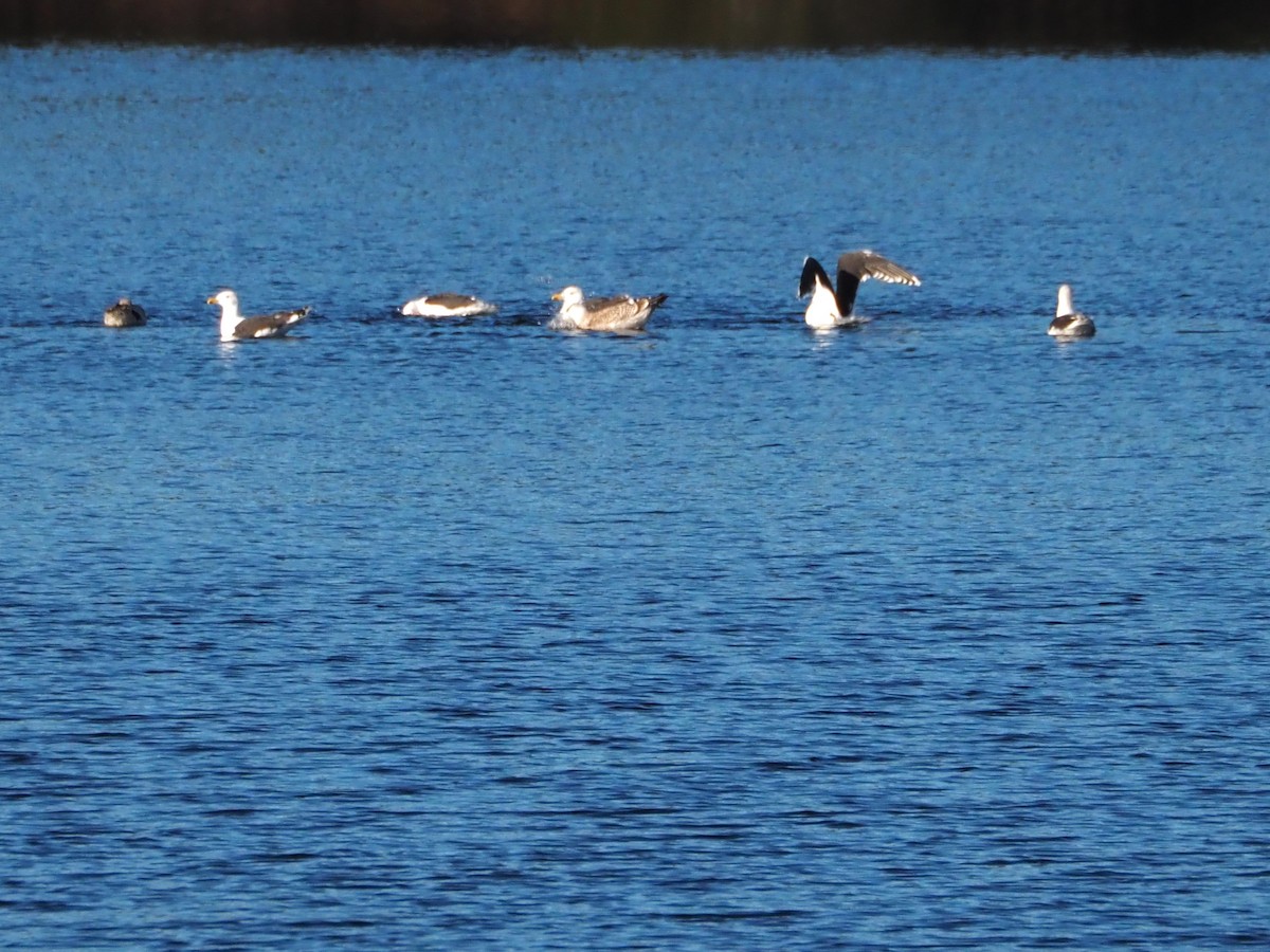 Great Black-backed Gull - ML645605670