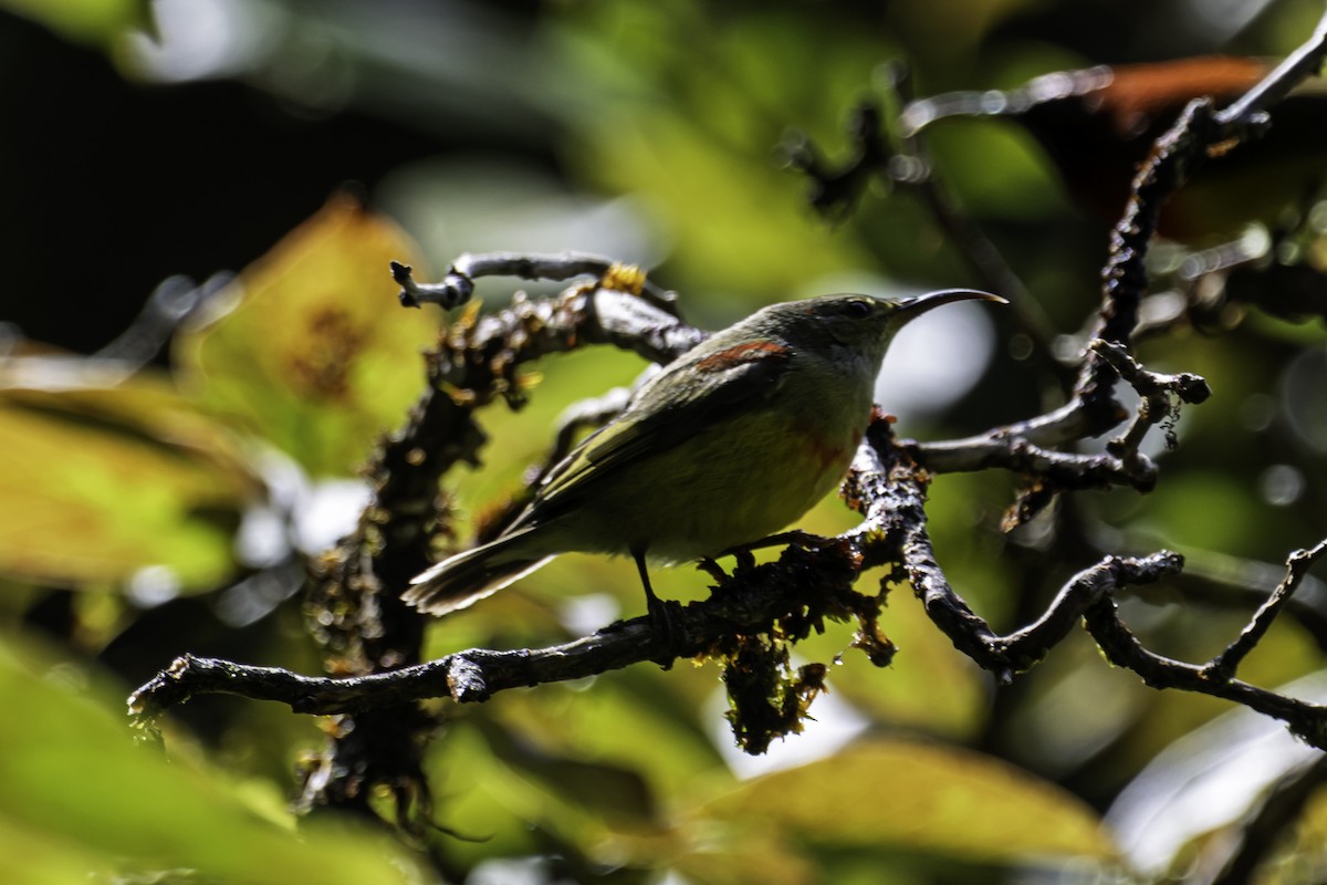 Gould Nektarkuşu - ML645605674