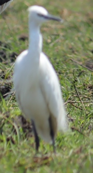 Хурган дэглий - ML645605676