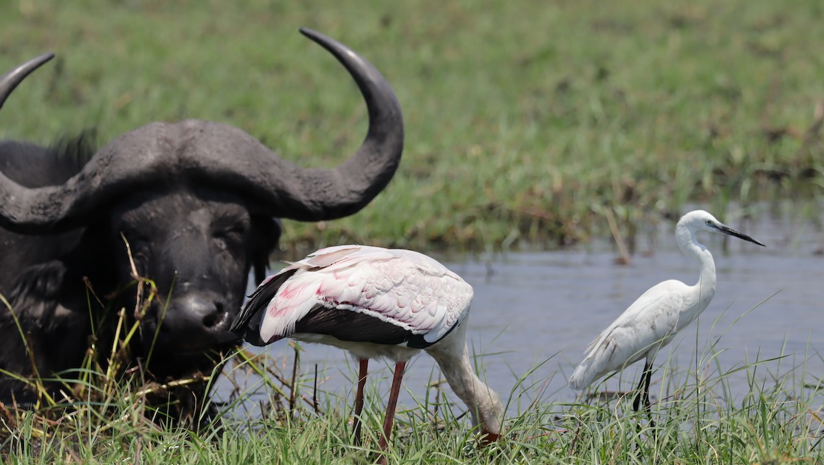 Хурган дэглий - ML645605677