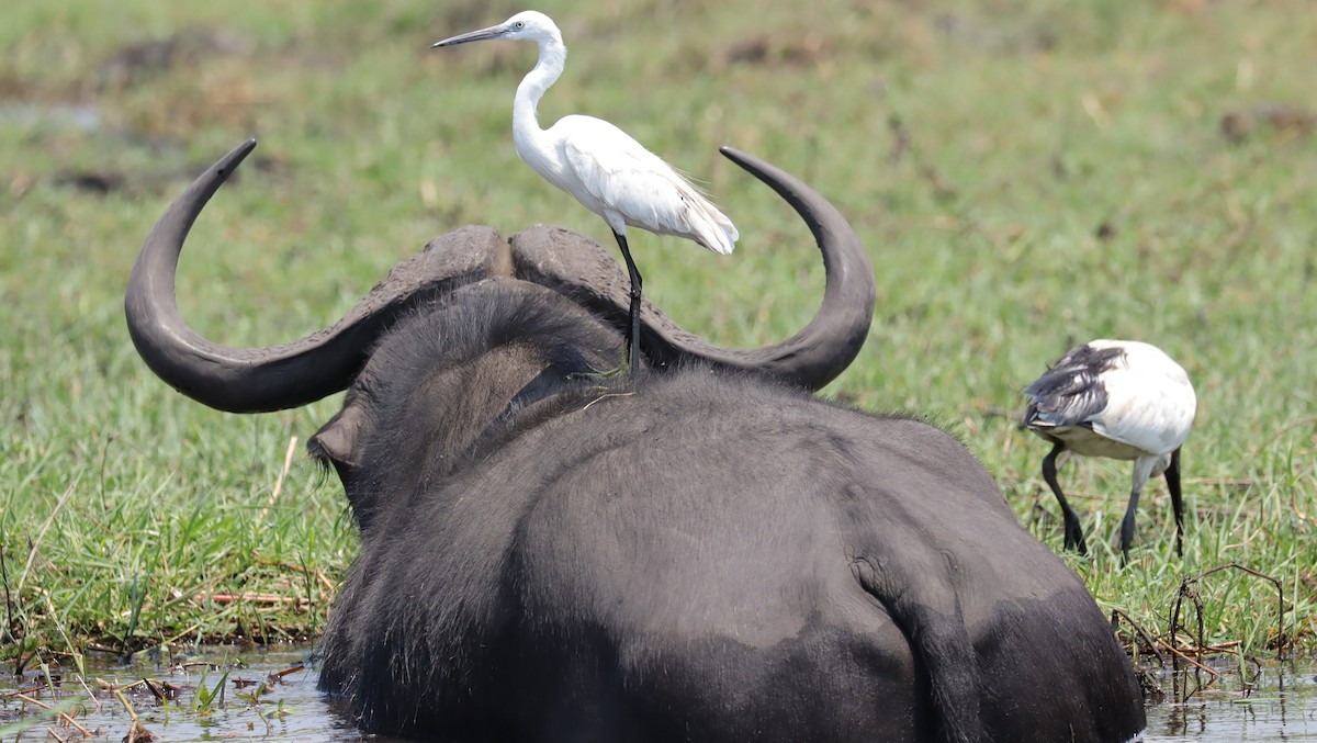 Хурган дэглий - ML645605678