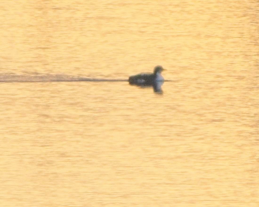 potáplice pacifická - ML645605680