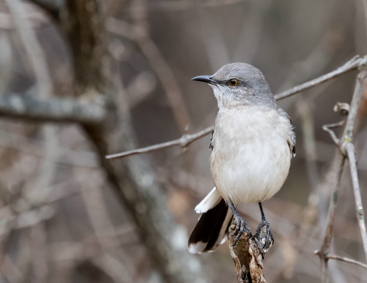 Northern Mockingbird - ML645605683