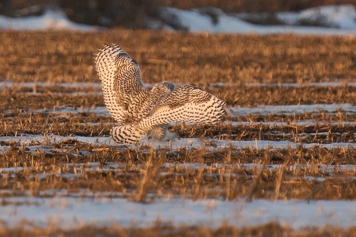 シロフクロウ - ML645605685