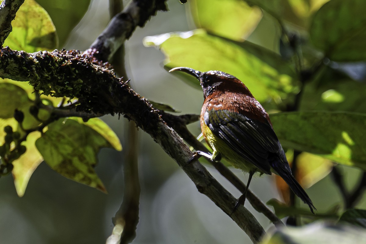 Gould Nektarkuşu - ML645605694