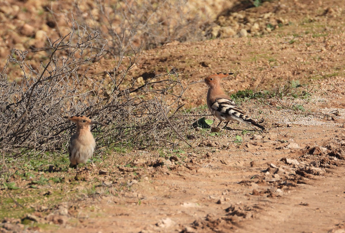 ヤツガシラ - ML645605695