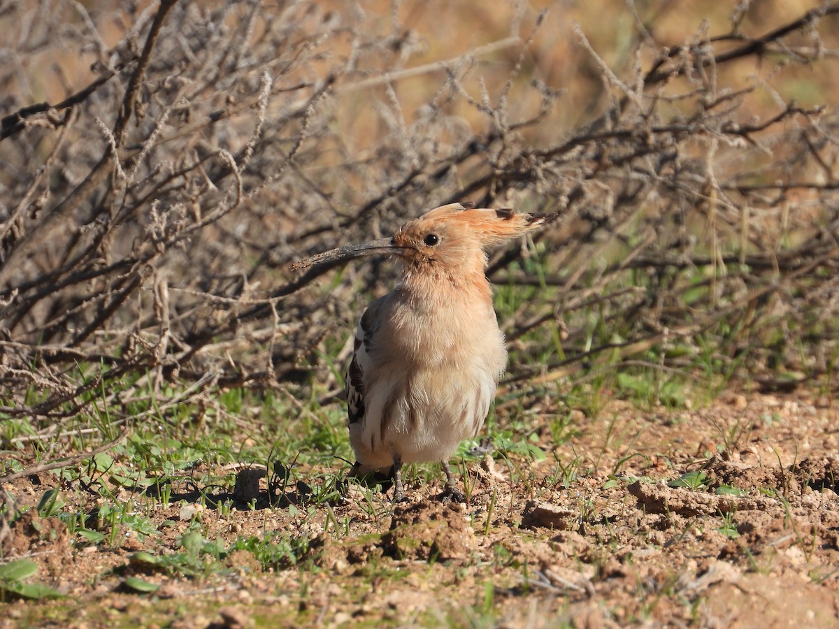 ヤツガシラ - ML645605696