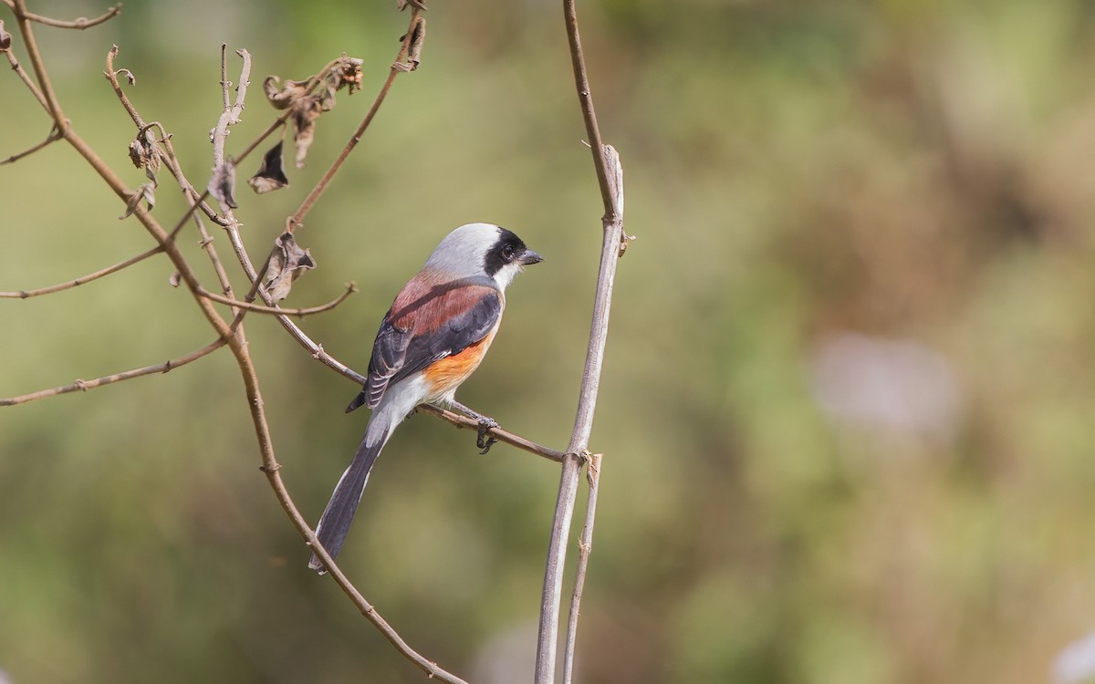 Bay-backed Shrike - ML645605698
