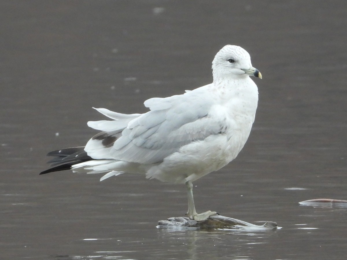 クロワカモメ - ML645605699