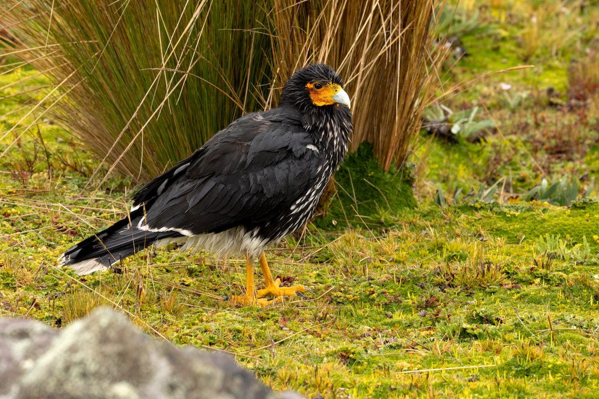 マダラコシジロカラカラ - ML645605701