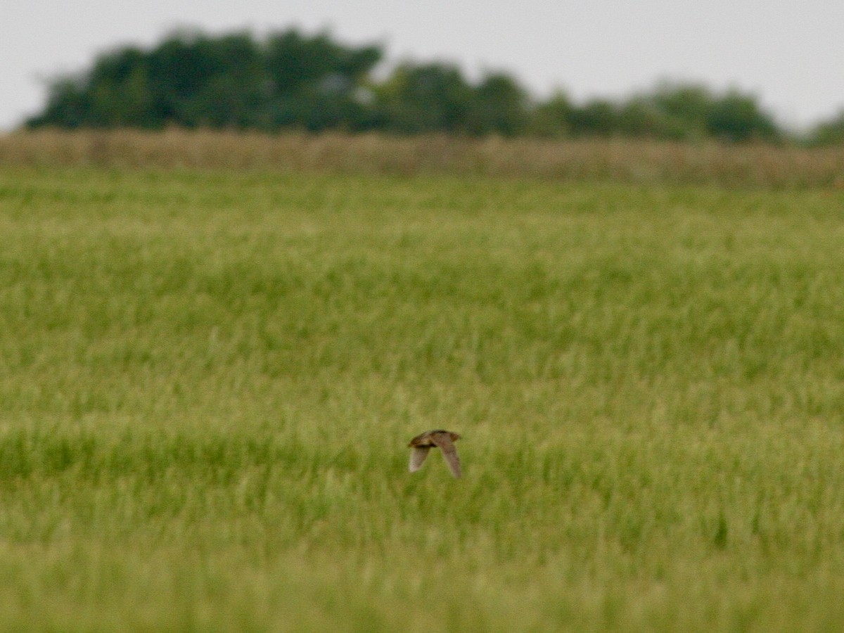 ヨーロッパウズラ - ML645605702