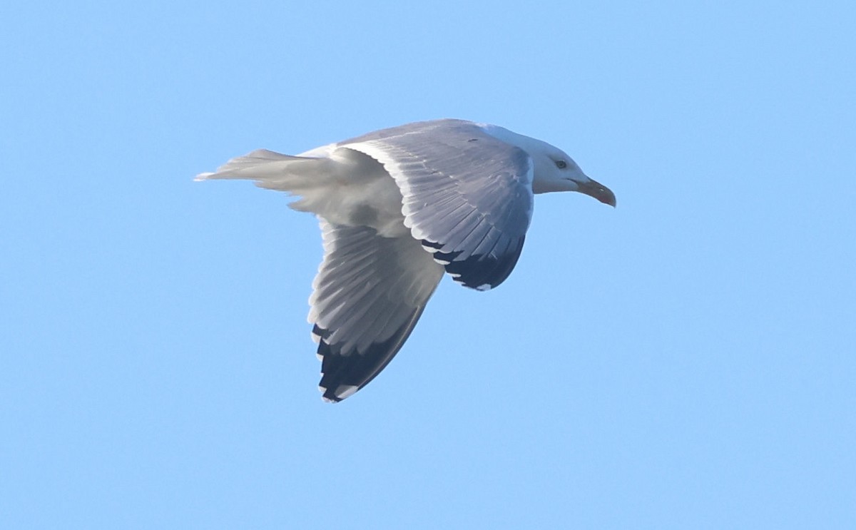 キアシセグロカモメ - ML645605704