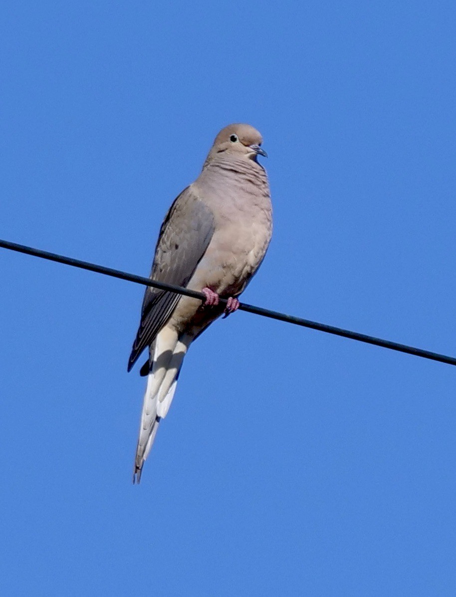 ナゲキバト - ML645605705