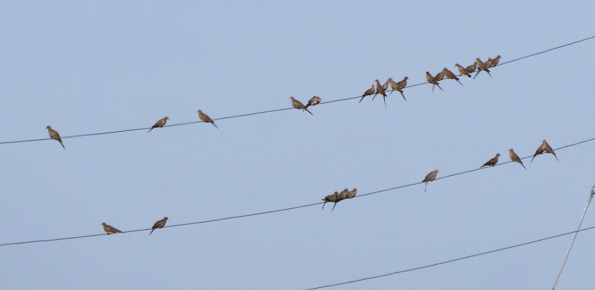 ナゲキバト - ML645605706