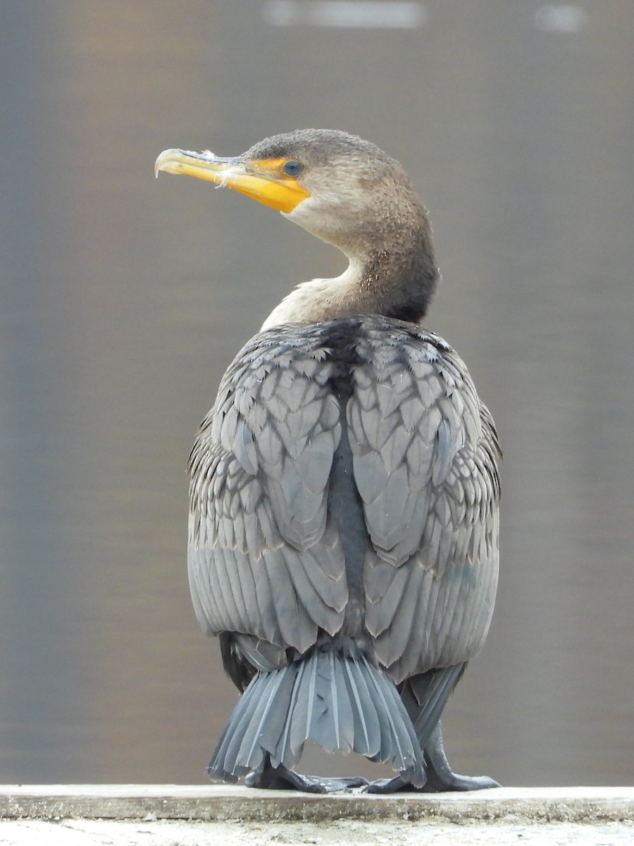 ミミヒメウ - ML645605707