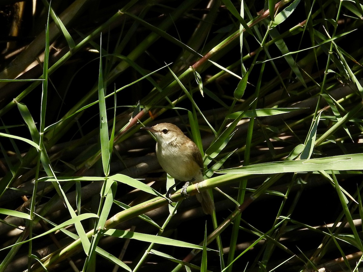 アシナガヨシキリ - ML645605710