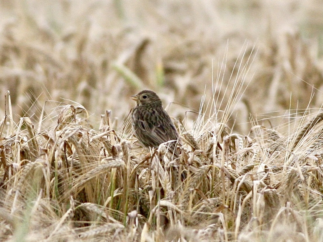 ハタホオジロ - ML645605711