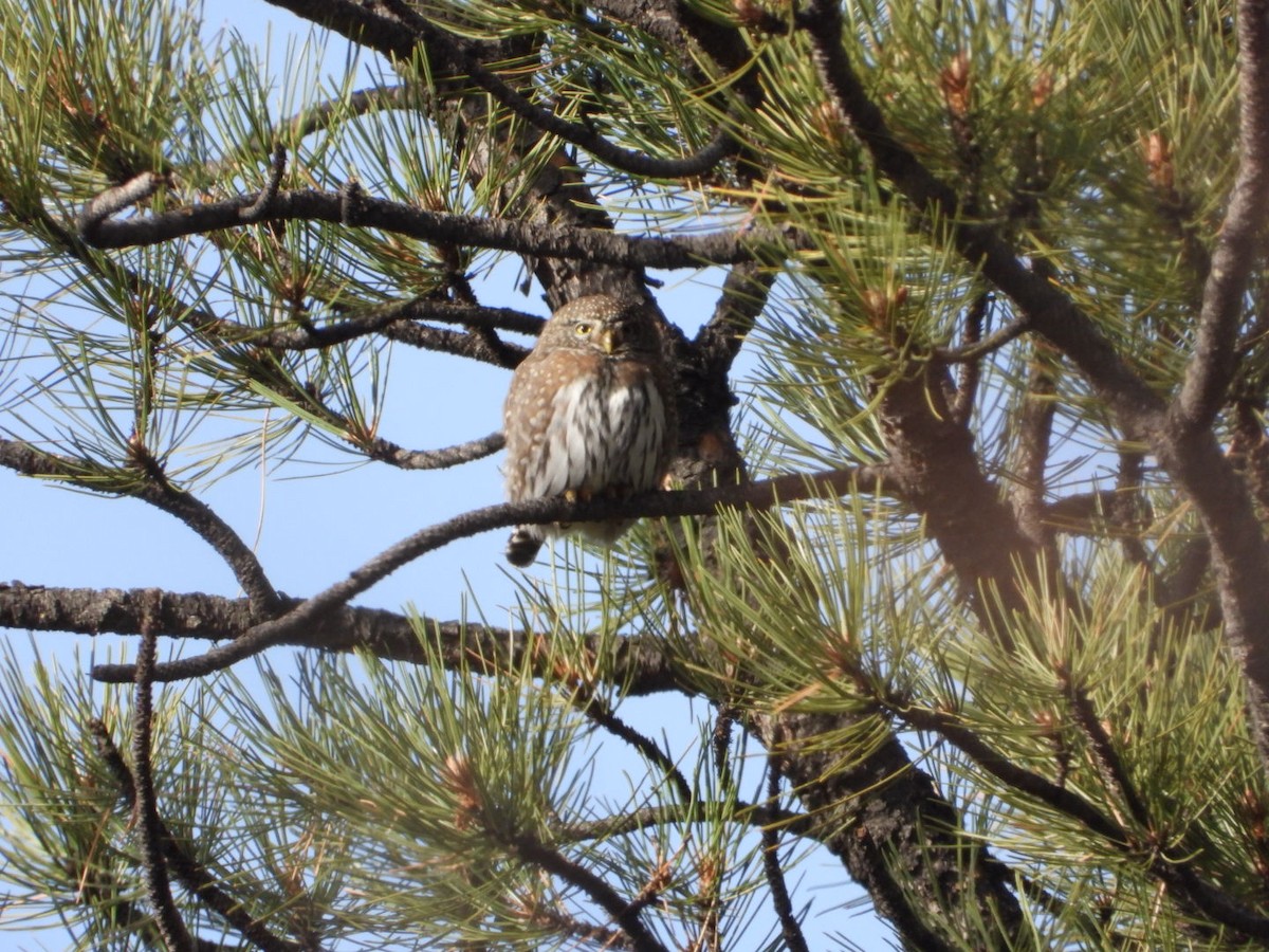 ロッキースズメフクロウ - ML645605714