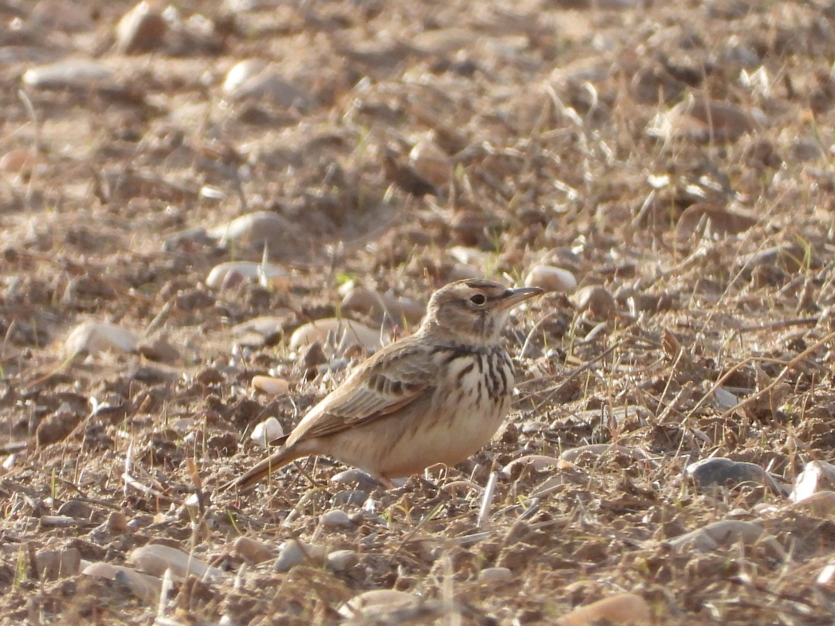カンムリヒバリ - ML645605715