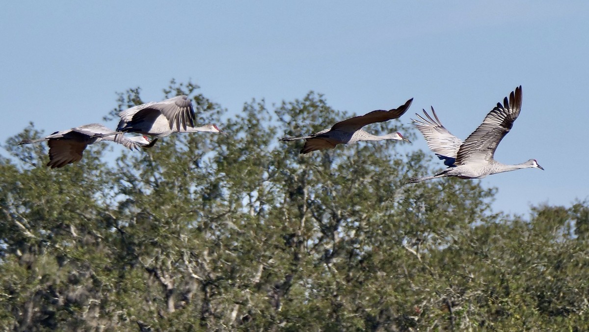 カナダヅル - ML645605716